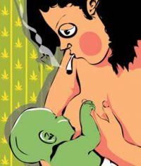 Czy cannabis szkodzi dziecku podczas ciąży i w trakcie karmienia piersią?, Dutch Seeds