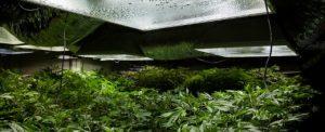 Kannabis dominuje europejski rynek narkotykowy, Dutch Seeds