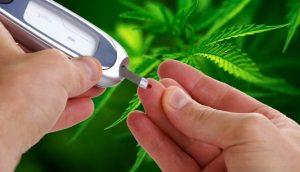 Cukrzyca i słodki efekt cannabisu, Dutch Seeds