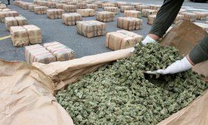 Serbia: Skonfiskowano ponad 1 tonę marihuany, Dutch Seeds