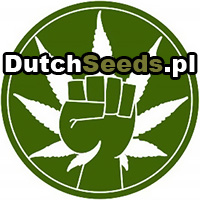 marihuana i jej uprawa, recenzje odmian konopie indyjskie