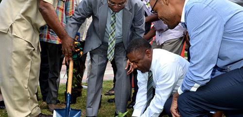 Jamajka Sadzi Pierwszą Legalną Roślinę Konopi Indyjskich, Dutch Seeds