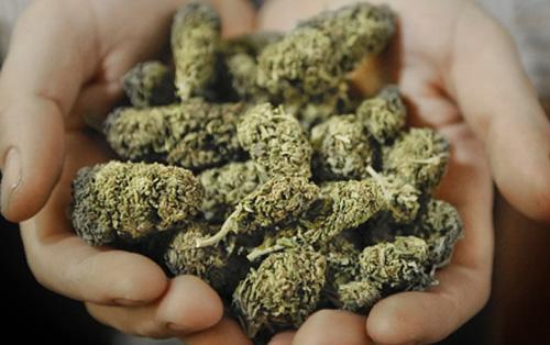 ONZ Zakończmy Wojnę z Marihuaną, Dutch Seeds