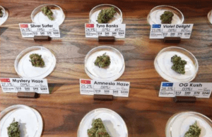 Waporyzatory i więcej CBD, czyli minimalizowanie szkód dla palaczy cannabisu, Dutch Seeds