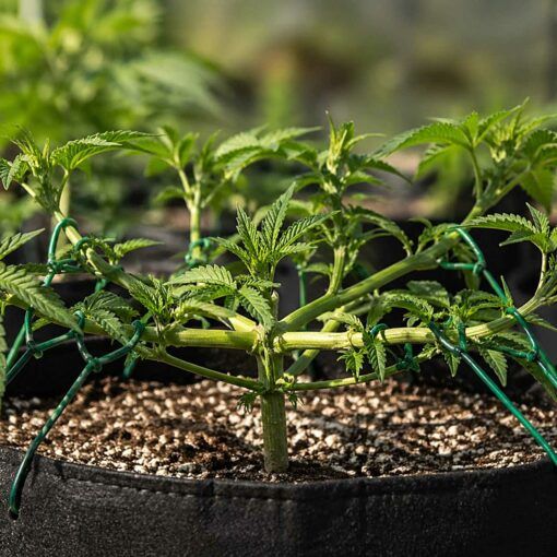 Lst low stress training