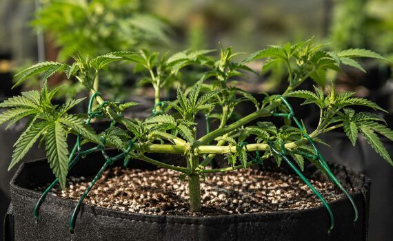 Lst low stress training