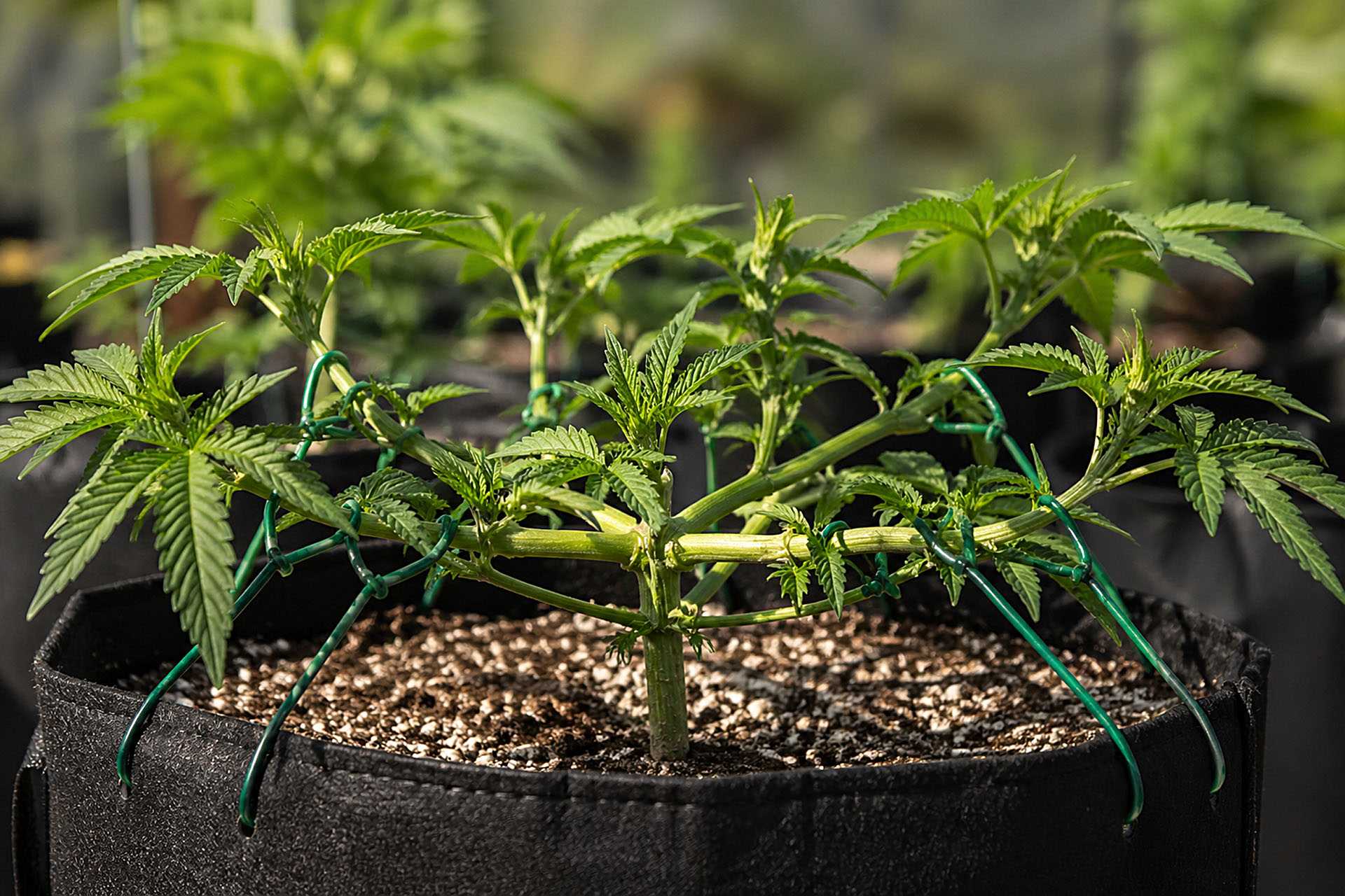 Lst low stress training