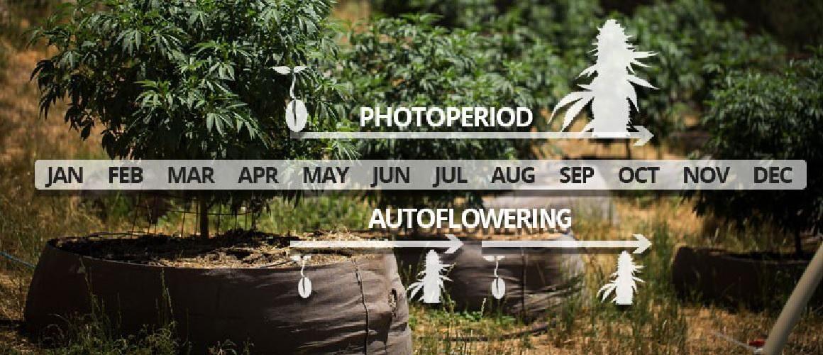 Różnica Pomiędzy Odmianami Fotoperiodycznymi a Autofloweringowymi, Dutch Seeds
