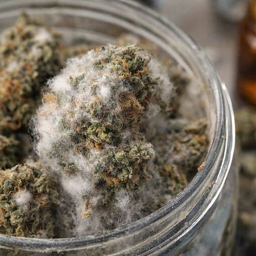 Plesn na suszu konopnym