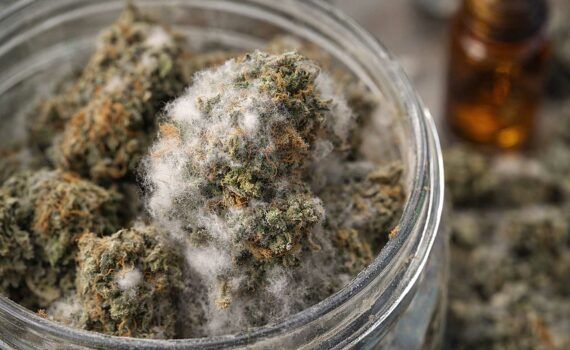 Plesn na suszu konopnym