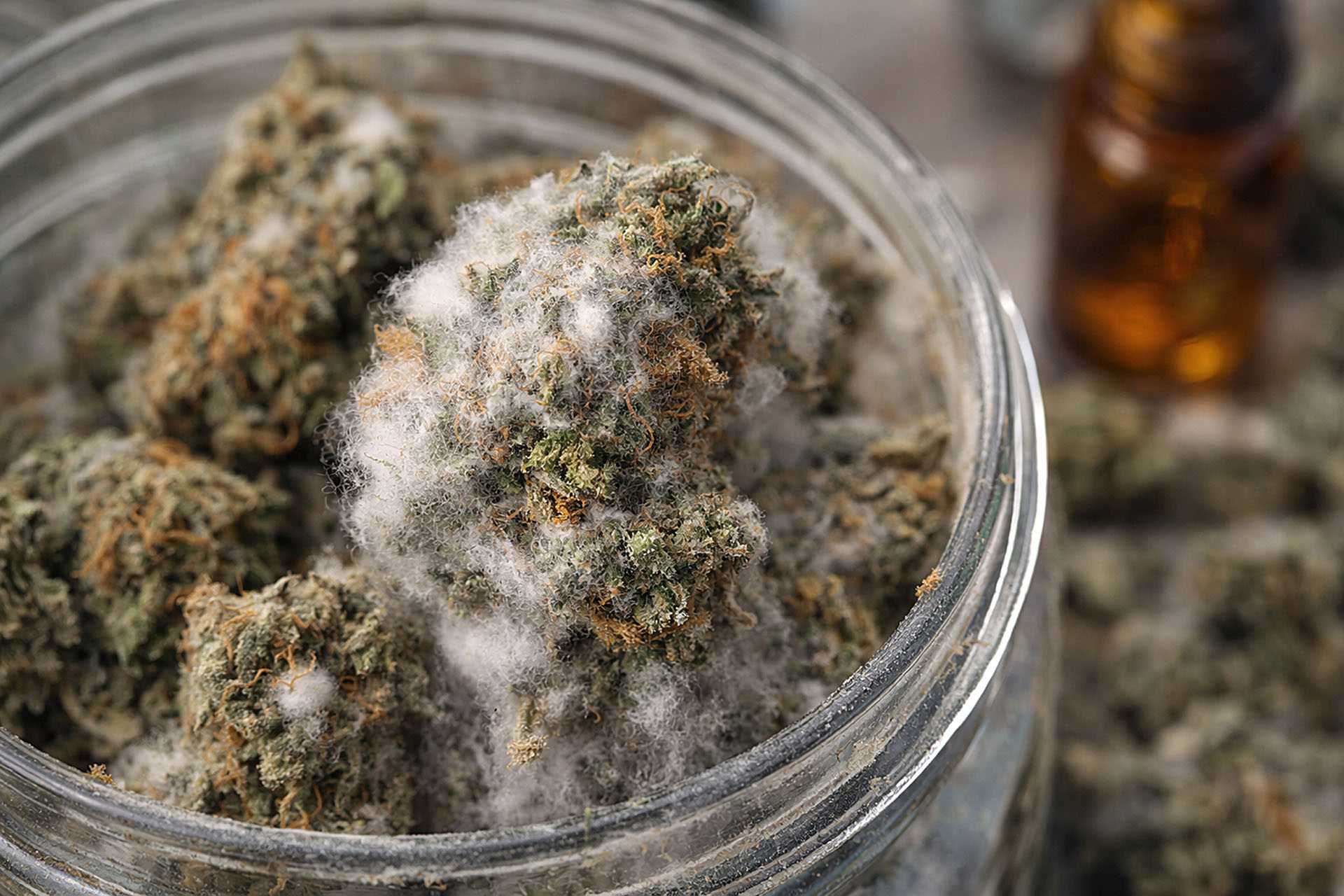 Plesn na suszu konopnym